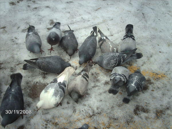 Наташа Васюкова