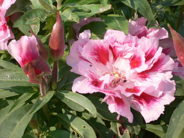 Светлана Патрушева