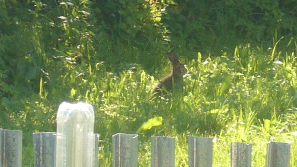 Ольга Горюнова