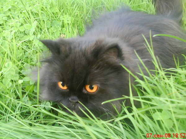 Александр Стрижевский