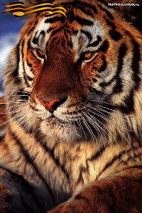 Надежда Стадник