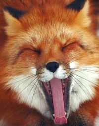 Полина Леонова