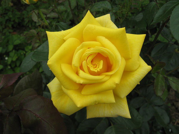 Надежда Дайнеко