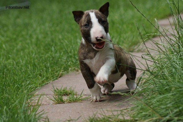 Галина Кокошина