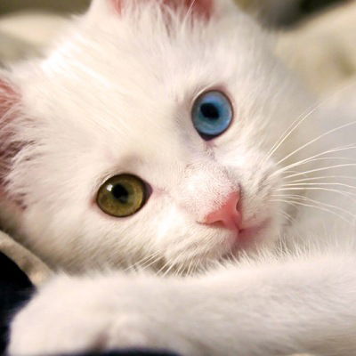 Анастасия Коршикова