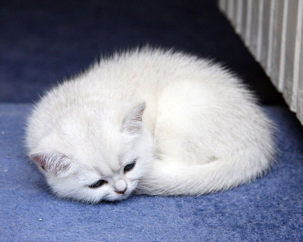 Анастасия Вохминцева