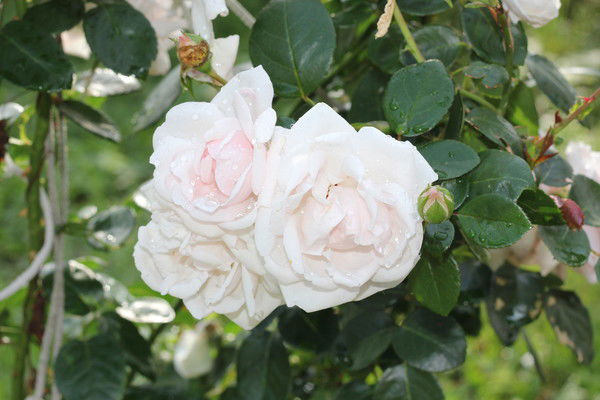 Галина Емельянова