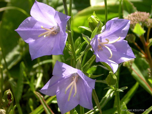 Зульфия Кадирова