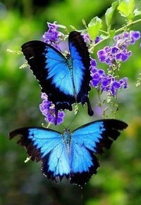 Нина Аношина