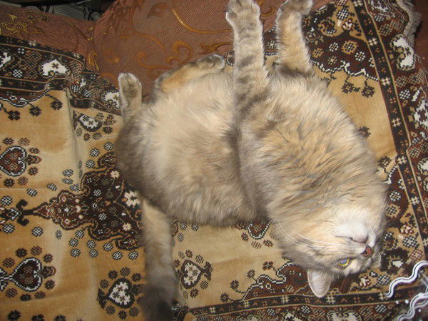 Ольга Еленская