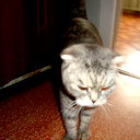 Aleksandr Aleksandr