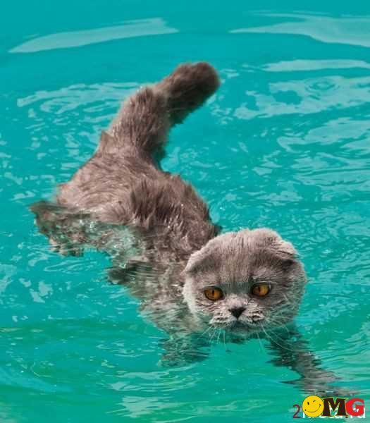 Неля Федорець