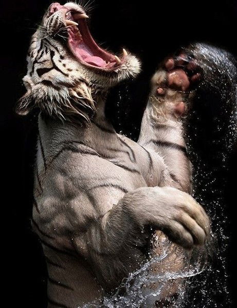 Талгат Батыров