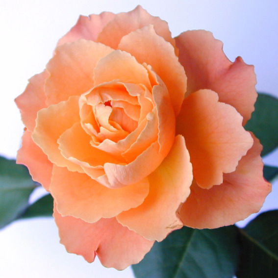 Фабрика Рекламы