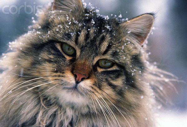 Regina_Sva Regina_Sva