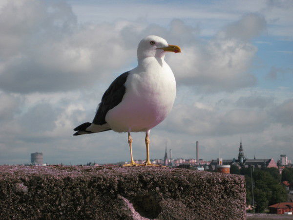 Владимир Цыганов