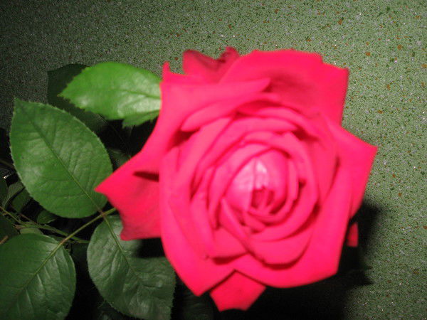 Світлана Дзюба