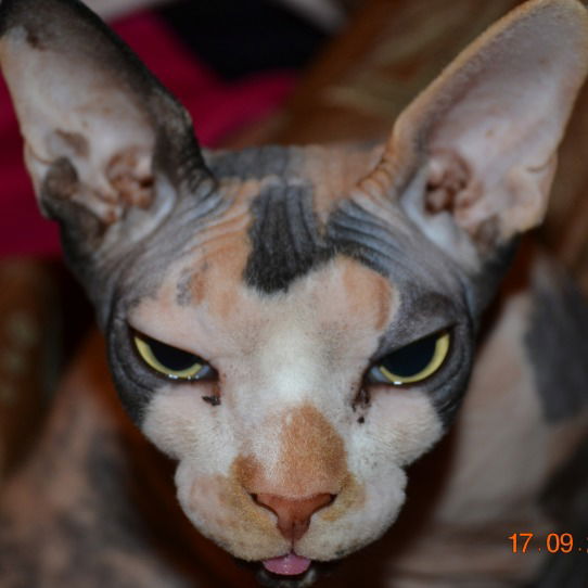 Андрей Акулинин