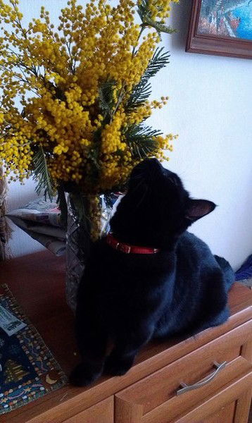 Наталия Панова