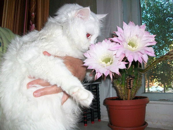 Виктора Савицкая