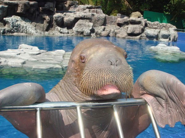 Сергей Соловьев