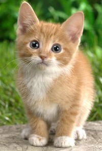 Вова Шелест