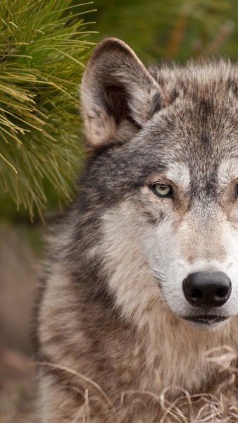 Рустам Гайназаров