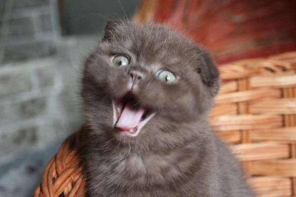 Андрей Храмцов