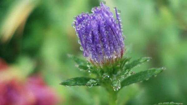 Георгий Черепков