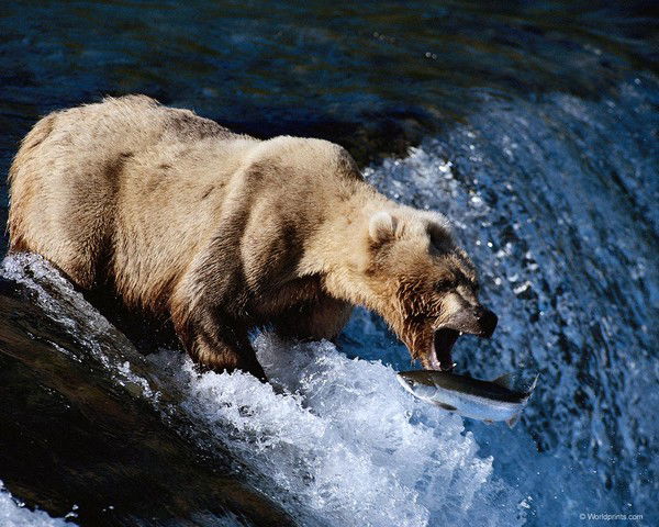 Дмитрий Поляченко