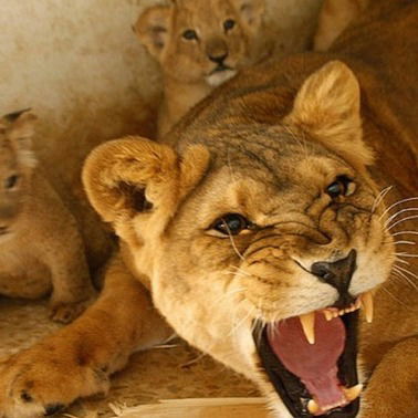 Ирина Владимирова