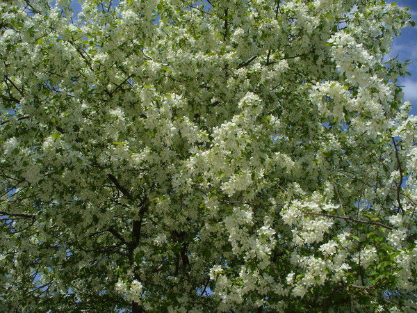 Ольга Братухина