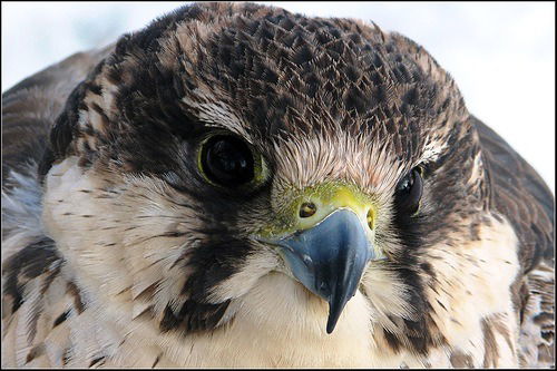 Нурлан Оберкулов