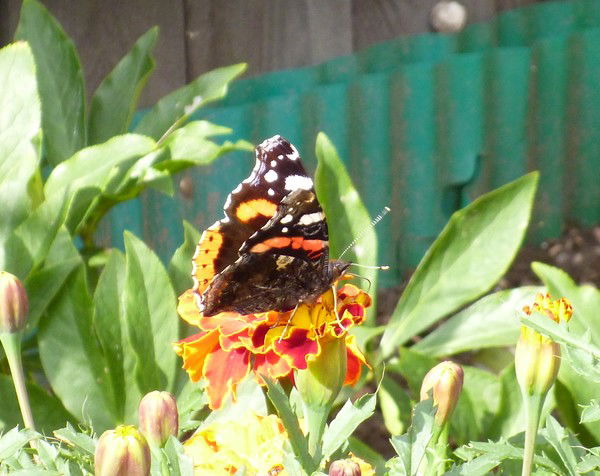 Марина Рябцева