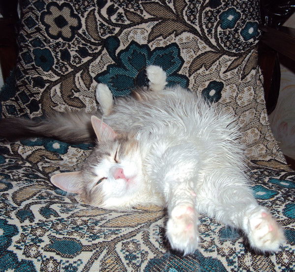 Наталья Соколкова