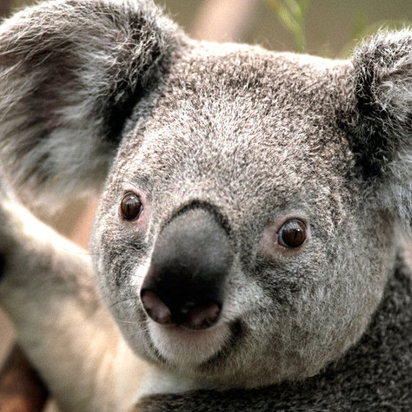 Витя Чеботарёв