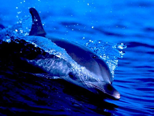 Вардан Саргсян