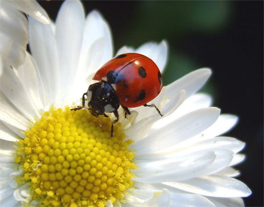 Анюта Ромашка