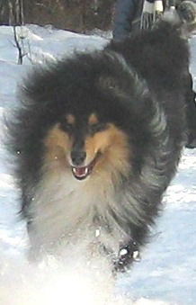 Ольга Ширяева