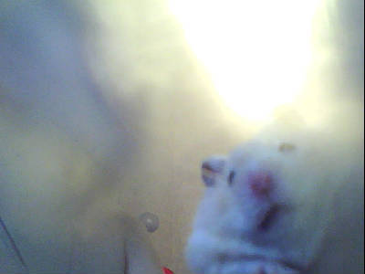 Денис Савельев