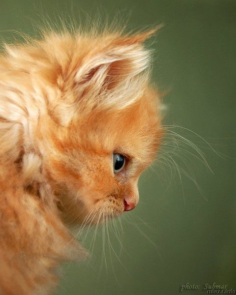 Киса Котова