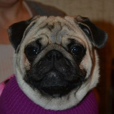 Светлана Лойчик