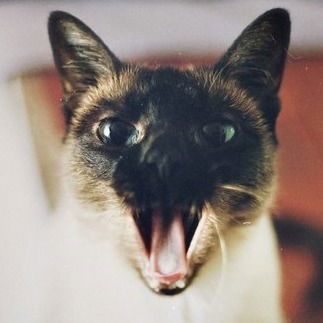 Настя Меркулова