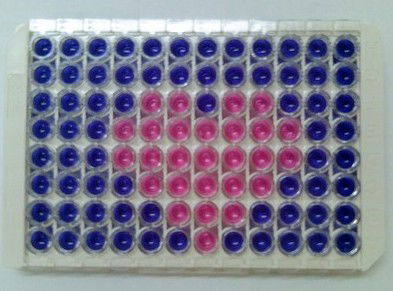 Чесноковка Кдл