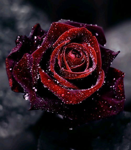 Раушан Чегедекова