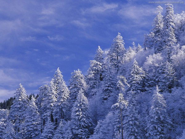 Виктор Веприков