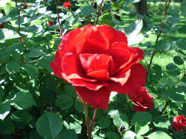 Айнур Курмашева