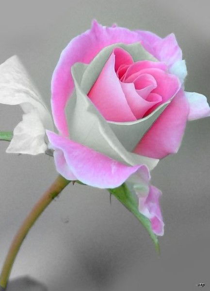 Саадат Закирова