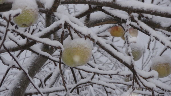 Инна Токарева