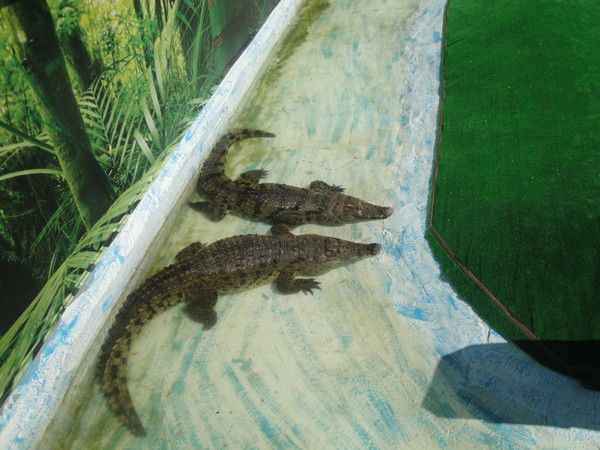 Родион Родион